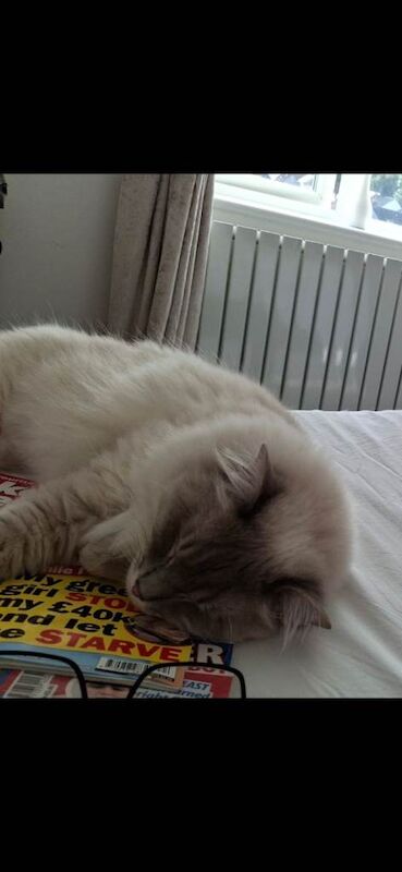 Adult Female Ragdoll Needs A New Loving Home - Image 4 of 5