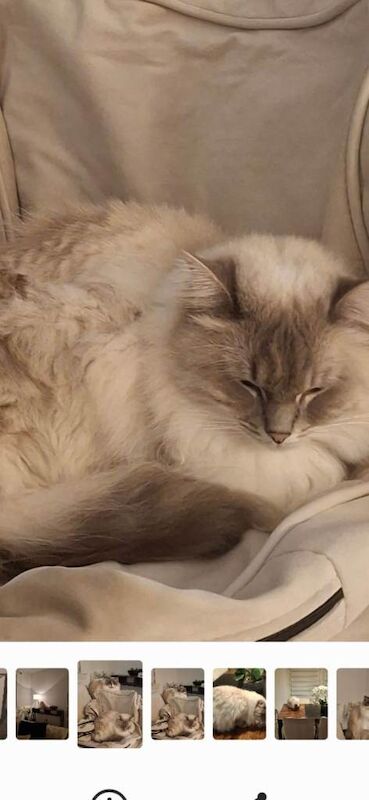 Adult Female Ragdoll Needs A New Loving Home - Image 5 of 5