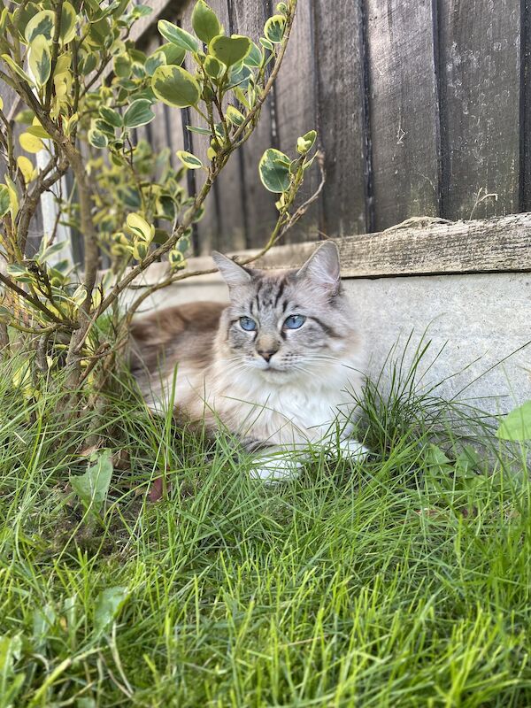 Adult Male Ragdoll for sale in Grays, Essex