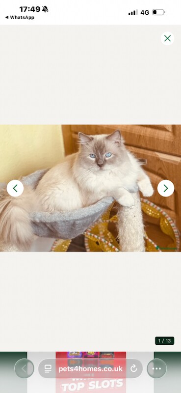 Ragdoll Kittens For Sale Under £300