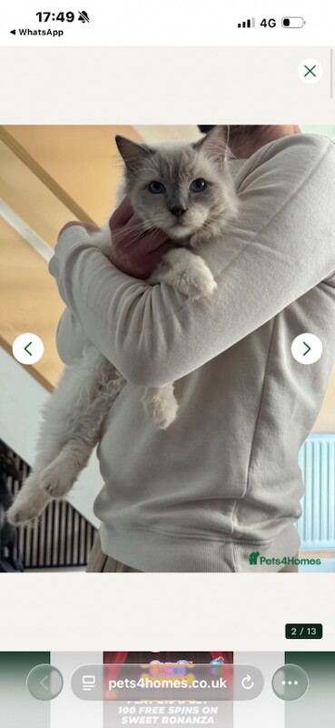 Affectionate GCCF Ragdoll Looking for Home - Image 2 of 5