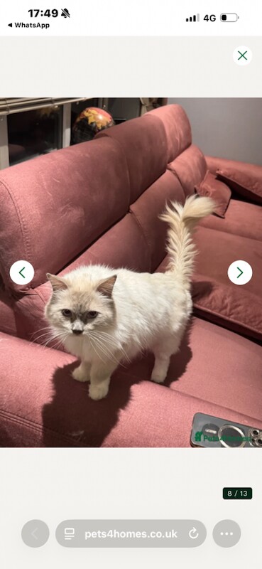 Affectionate GCCF Ragdoll Looking for Home - Image 5 of 5