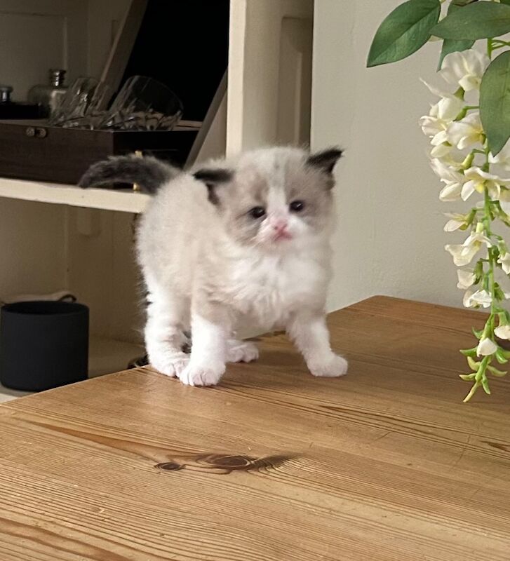 Amazing seal bi colour ragdoll GCCF for sale in Northamptonshire