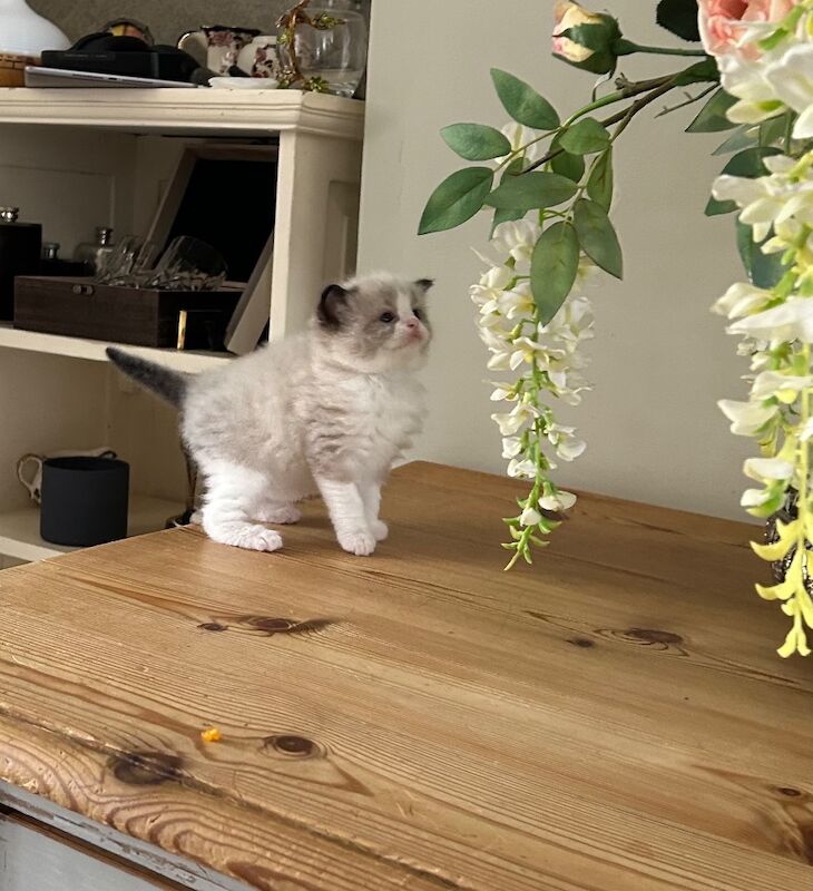 Amazing seal bi colour ragdoll GCCF for sale in Northamptonshire | Image 2