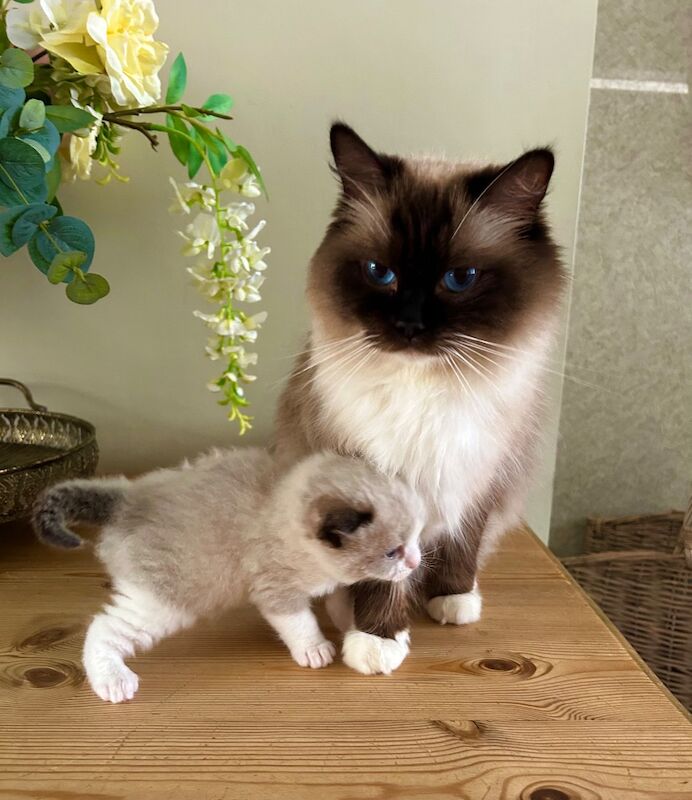 Amazing seal bi colour ragdoll GCCF for sale in Northamptonshire | Image 3