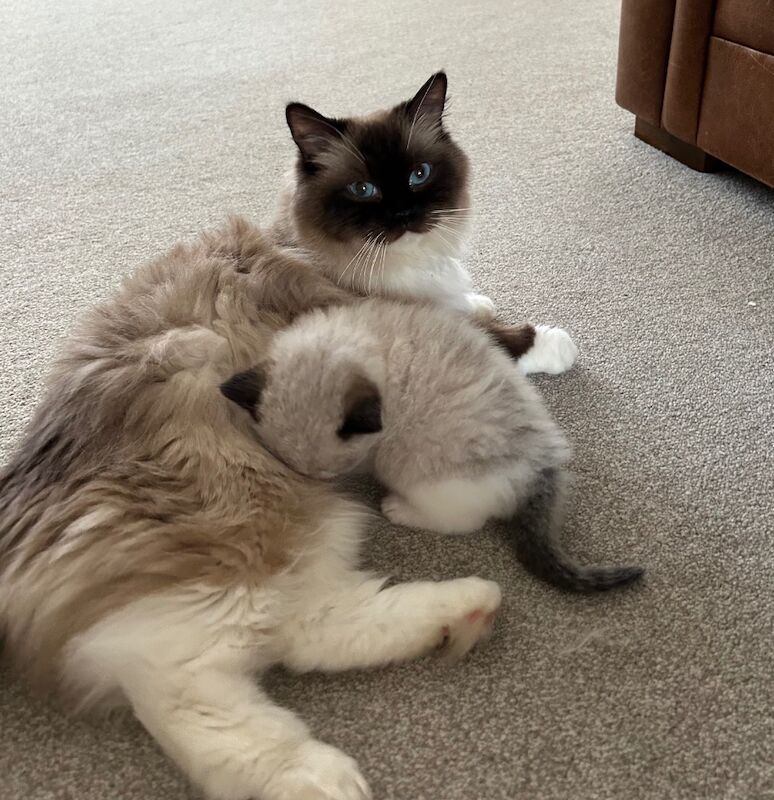 Amazing seal bi colour ragdoll GCCF for sale in Northamptonshire | Image 4