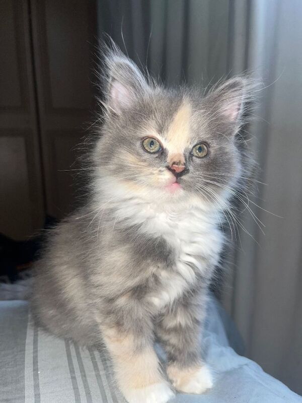 Aries is looking for a forever home