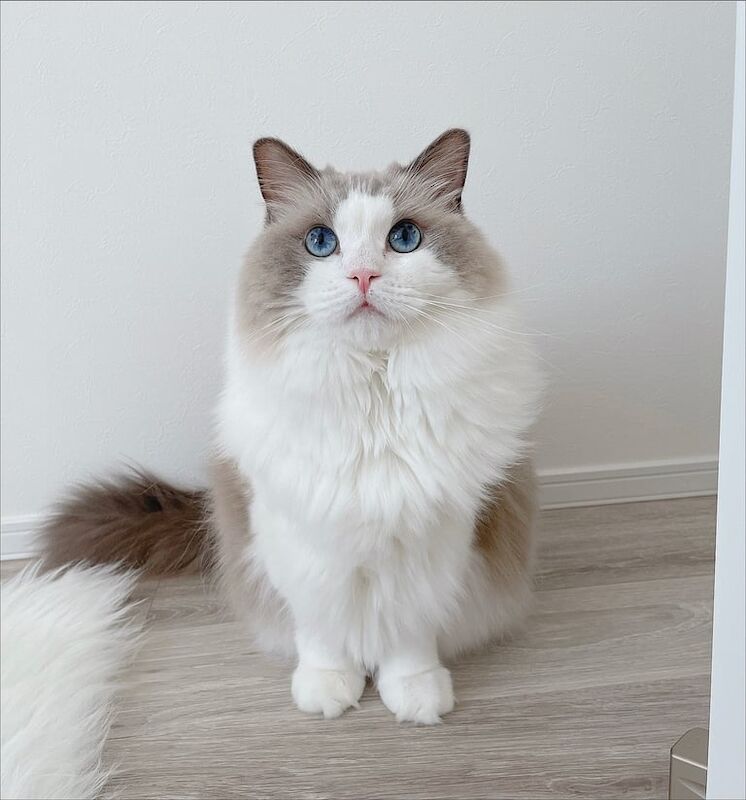 Ragdoll kittens for sale in Salford, Greater Manchester – 11 weeks old