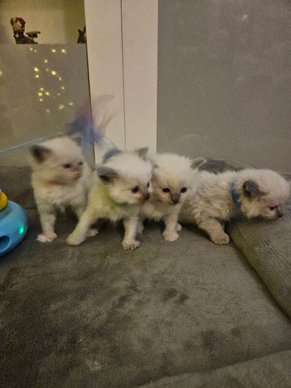 Ragdoll kittens for sale in Southport, Merseyside – 5 weeks old