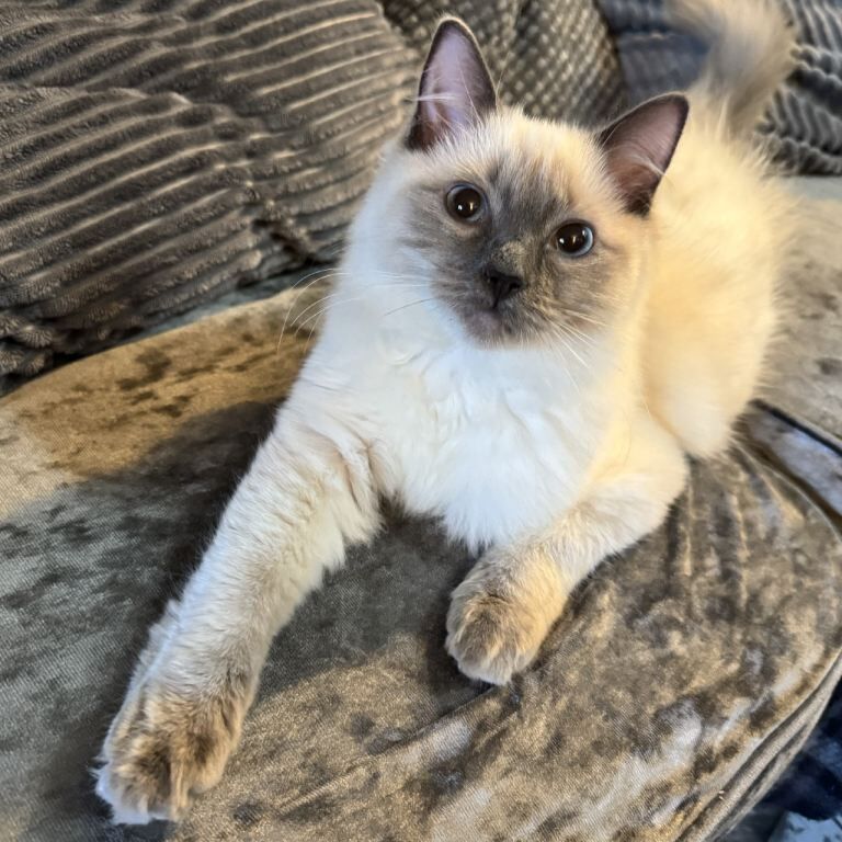 Ragdoll kittens for sale in Bradford, West Yorkshire – 11 weeks old