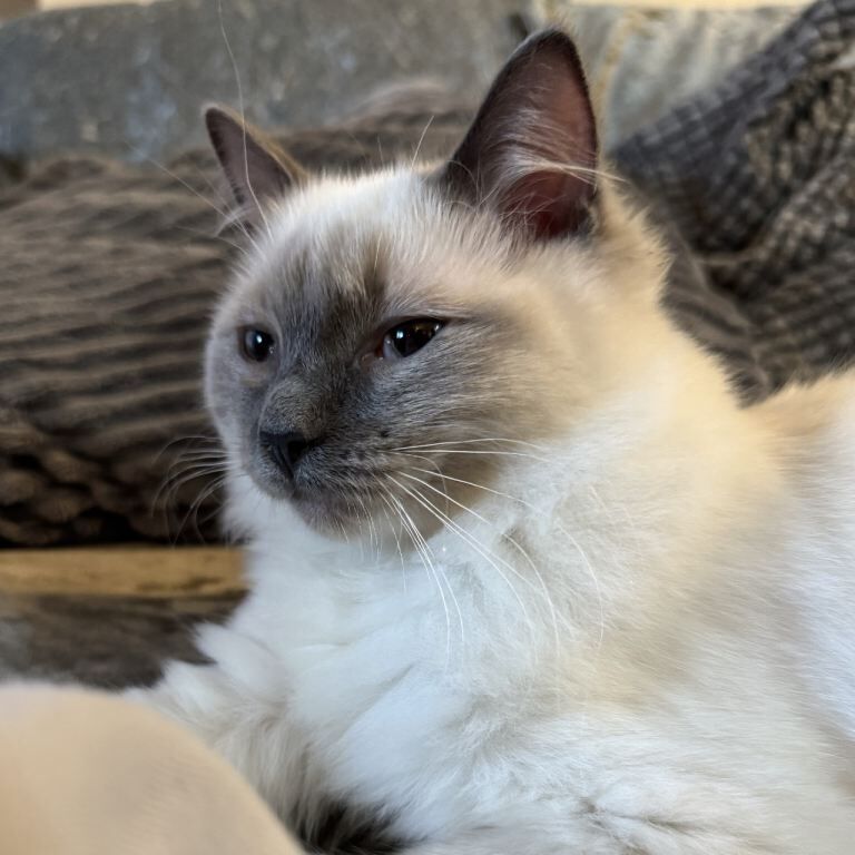 Ragdoll kittens for sale in Bradford, West Yorkshire – 11 weeks old - Image 2 of 2