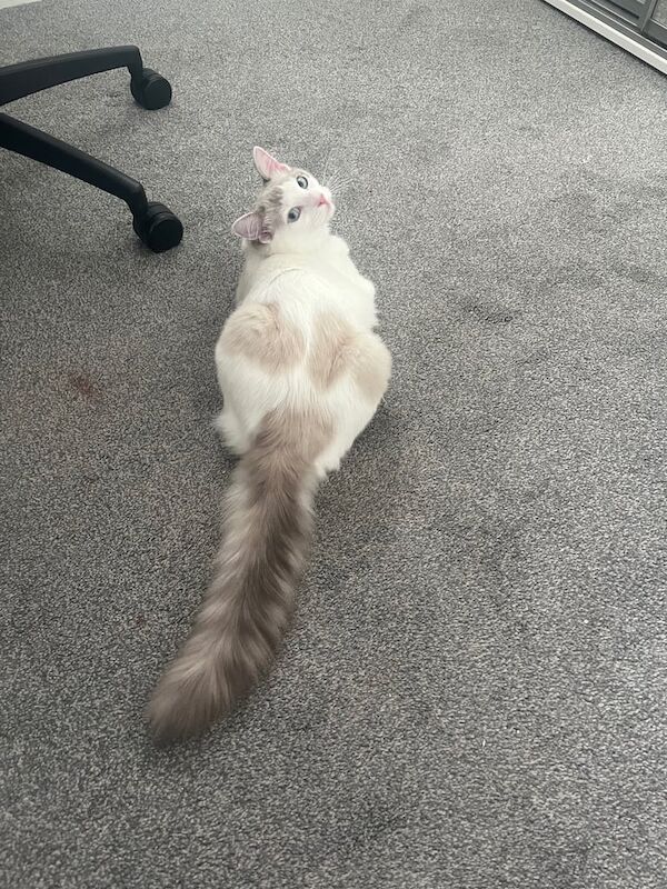 Ragdoll kittens for sale in Gorebridge, Midlothian – 6 months old