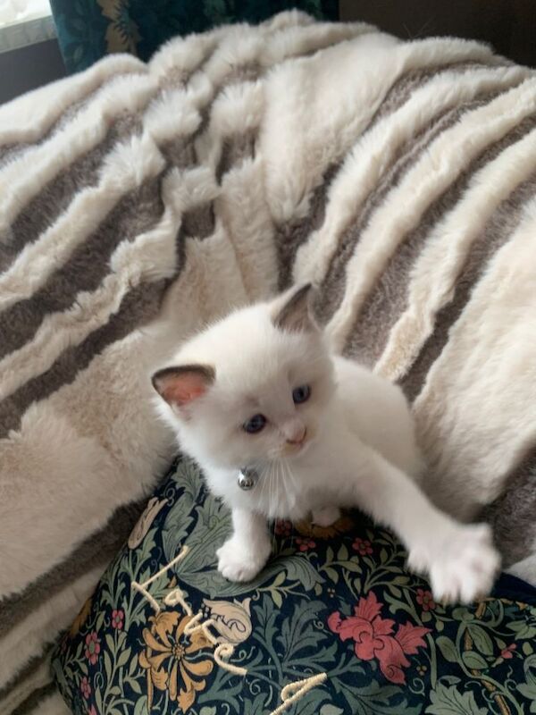Beautiful bi-colour purebred Ragdoll kittens
