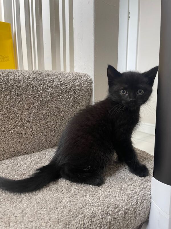 Ragdoll kittens for sale in Erdington, West Midlands – 8 weeks old