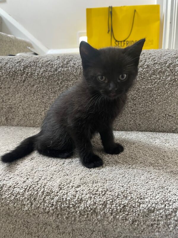 Ragdoll kittens for sale in Erdington, West Midlands – 8 weeks old - Image 2 of 3