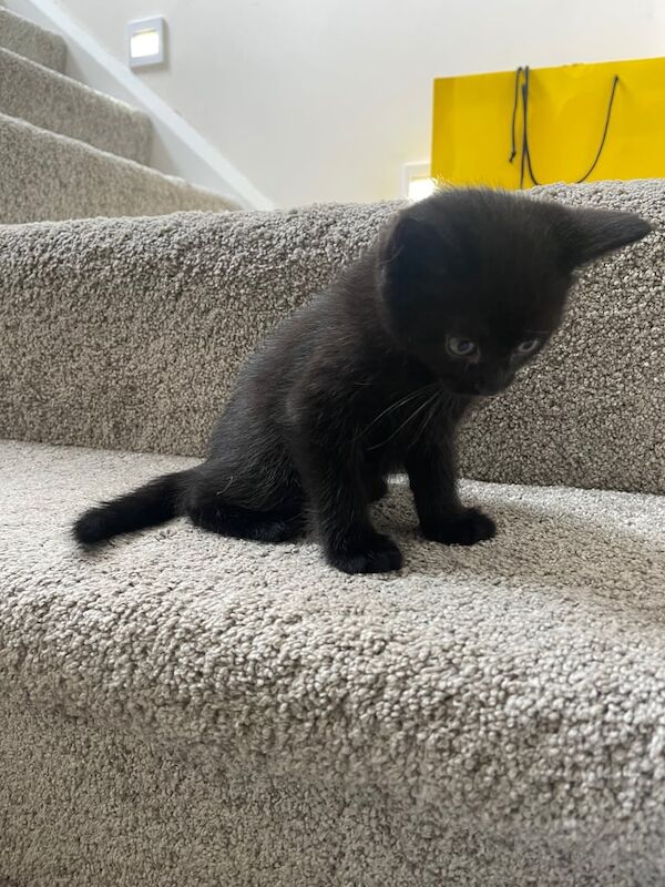 Ragdoll kittens for sale in Erdington, West Midlands – 8 weeks old - Image 3 of 3