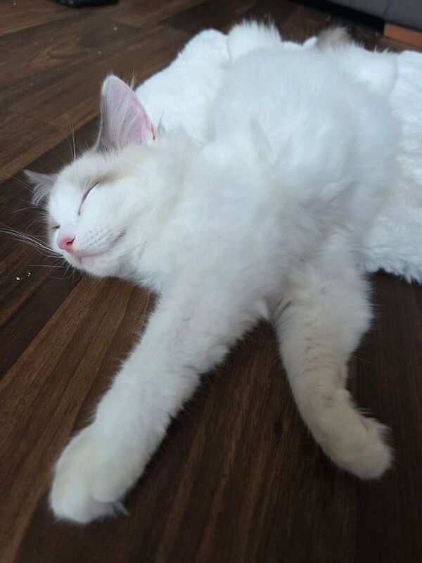 Ragdoll kittens for sale in Aberdeen, City of Aberdeen – 4 months old - Image 4 of 5