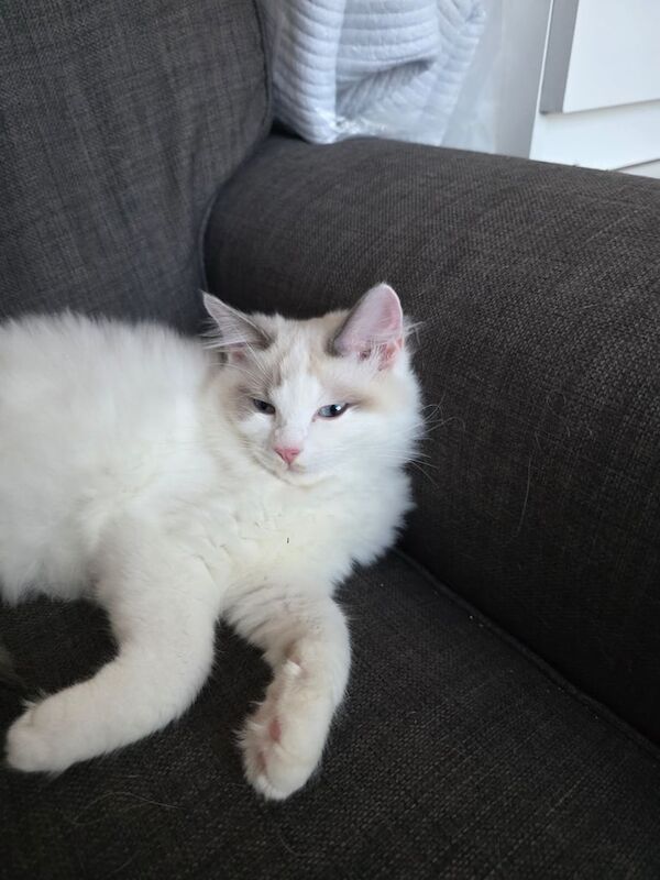 Ragdoll kittens for sale in Aberdeen, City of Aberdeen – 4 months old - Image 5 of 5