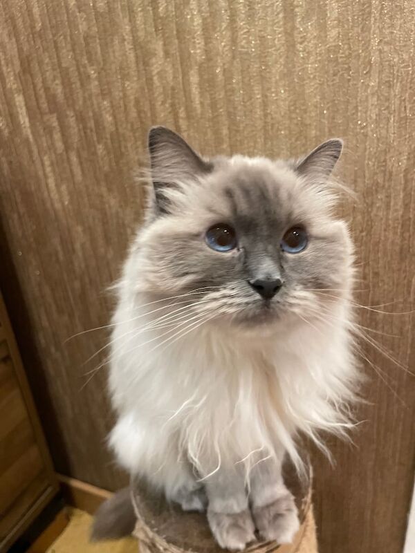 Ragdoll kittens for sale in Eltham, Greater London – 2 years old