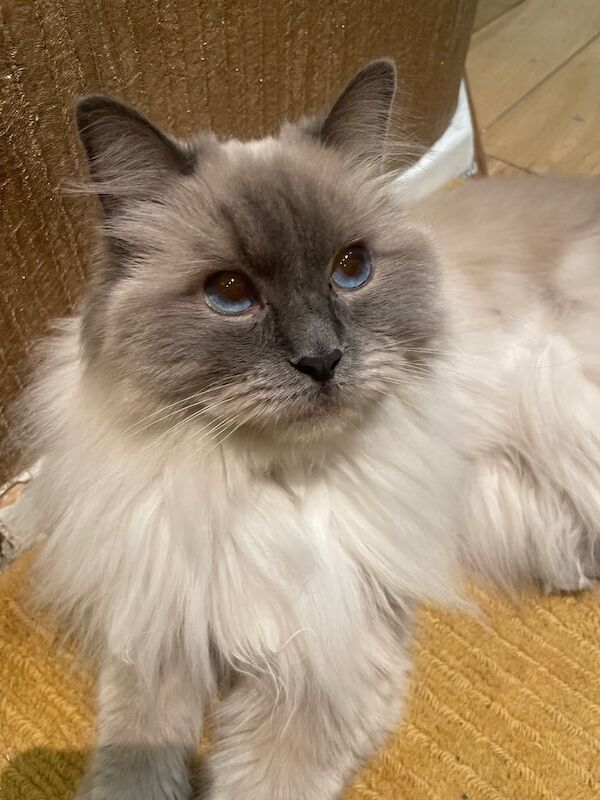 Ragdoll kittens for sale in Eltham, Greater London – 2 years old - Image 2 of 3