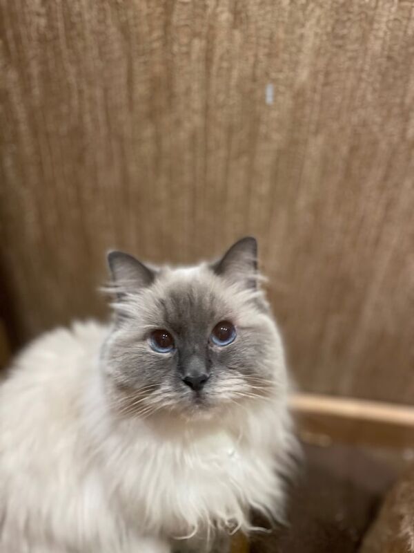 Ragdoll kittens for sale in Eltham, Greater London – 2 years old - Image 3 of 3