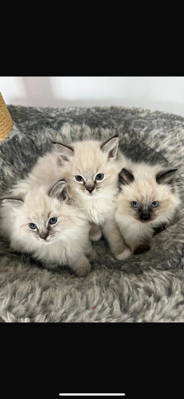 Beautiful blue eyed purebreed ragdoll kittens for sale (Only 1 boy left!!) for sale in Oldham, Greater Manchester