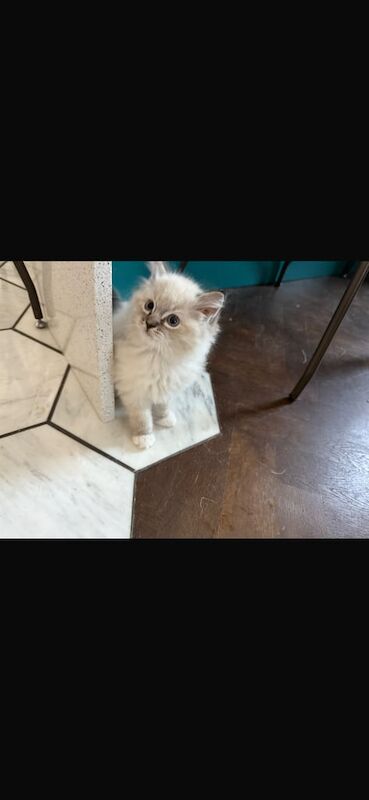 Ragdoll kittens for sale in Oldham, Greater Manchester – 10 weeks old - Image 2 of 3