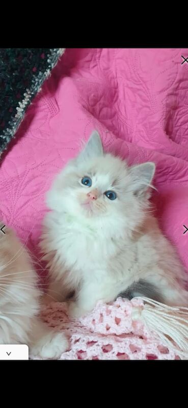 Ragdoll kittens for sale in Oldham, Greater Manchester – 10 weeks old - Image 3 of 3
