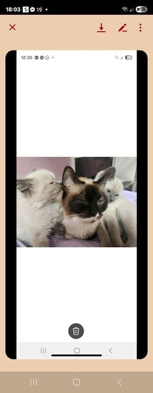 Ragdoll kittens for sale in Glenfield, Leicestershire – 11 weeks old