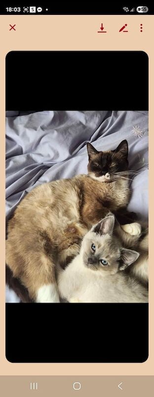 Ragdoll kittens for sale in Glenfield, Leicestershire – 11 weeks old - Image 2 of 3