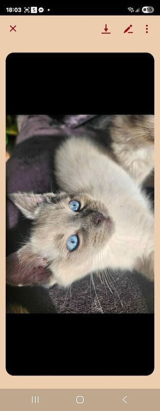 Ragdoll kittens for sale in Glenfield, Leicestershire – 11 weeks old - Image 3 of 3