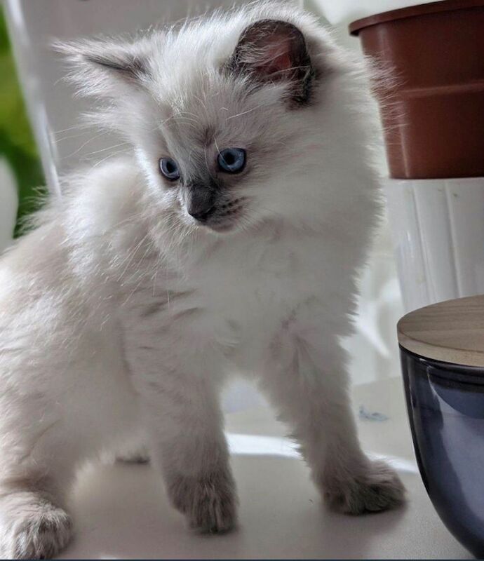 Ragdoll Kittens For Sale
