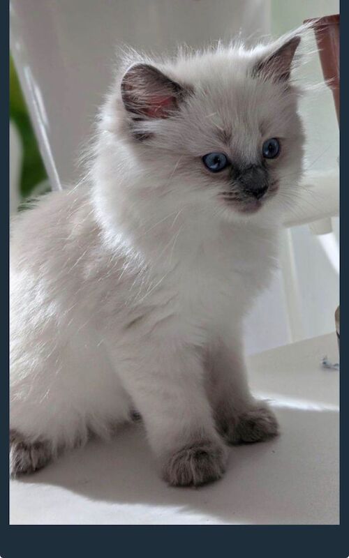 Beautiful Blue eyes pure Ragdoll Kitten – Rare Colourpoint - Image 2 of 5