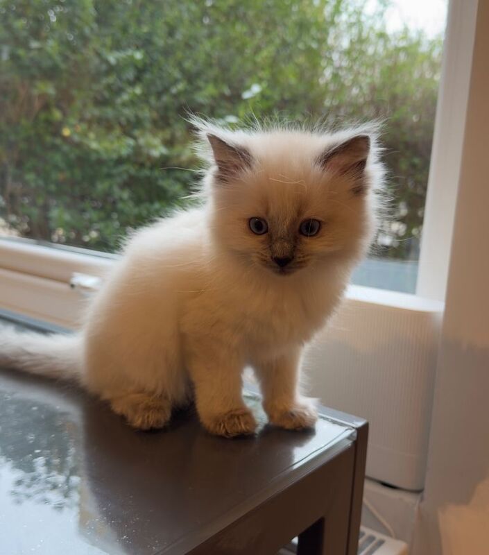Beautiful Blue eyes pure Ragdoll Kitten – Rare Colourpoint - Image 3 of 5