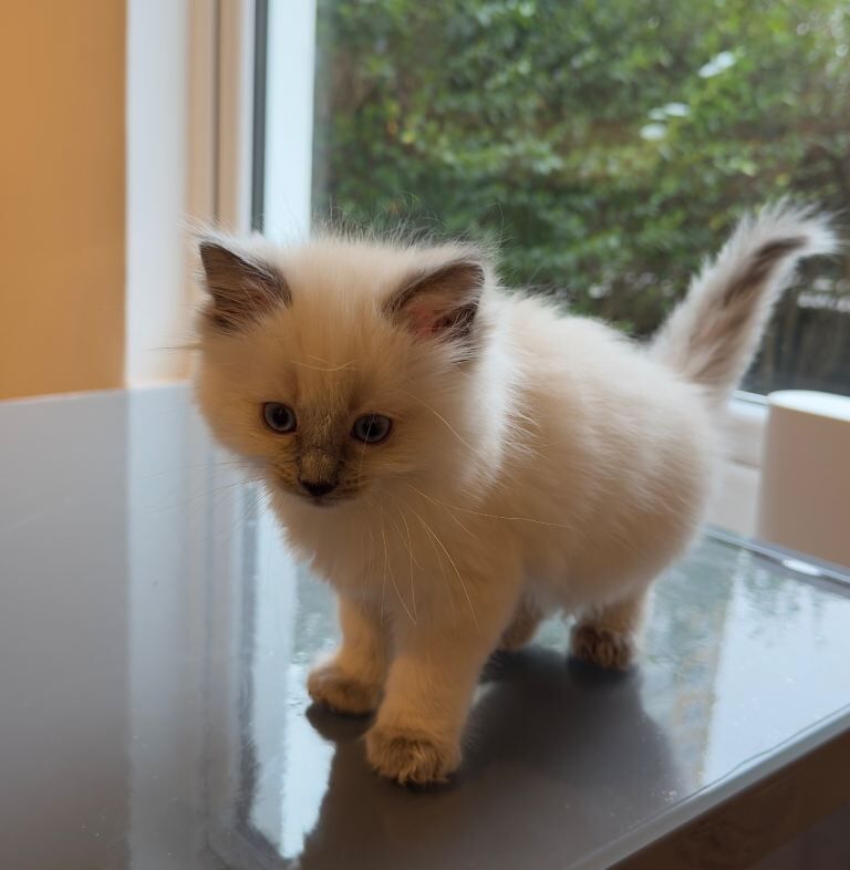 Beautiful Blue eyes pure Ragdoll Kitten – Rare Colourpoint - Image 4 of 5