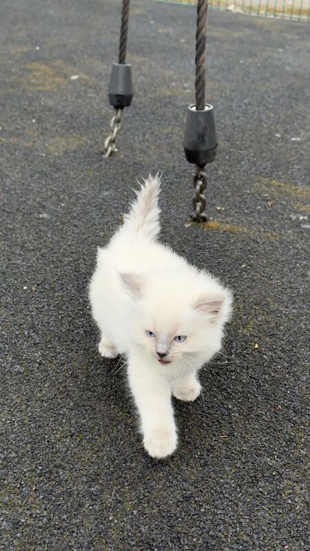 Beautiful Blue eyes pure Ragdoll Kitten – Rare Colourpoint - Image 5 of 5