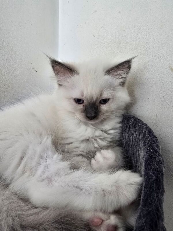 Ragdoll kittens for sale in Worcester, Worcestershire – 9 weeks old