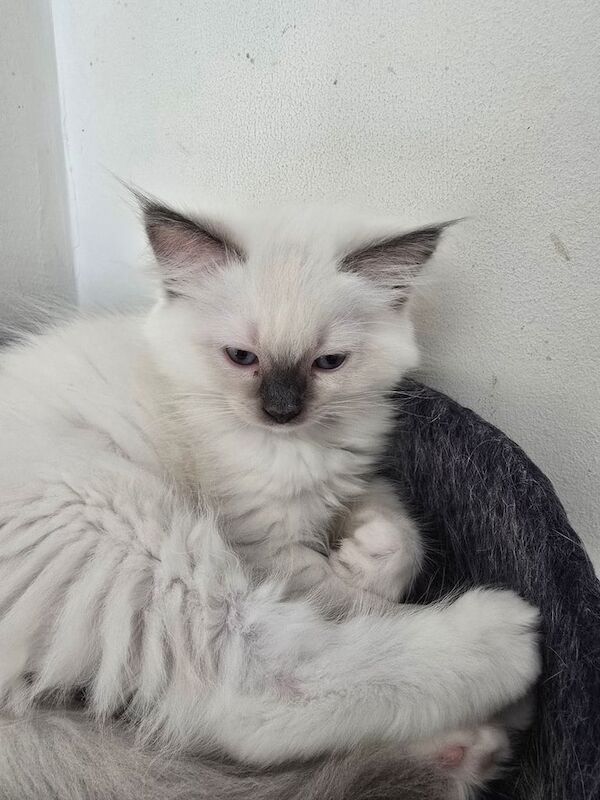 Ragdoll kittens for sale in Worcester, Worcestershire – 9 weeks old - Image 2 of 3