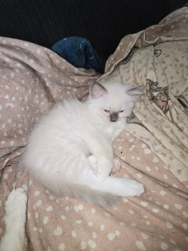 Ragdoll kittens for sale in Worcester, Worcestershire – 9 weeks old - Image 3 of 3