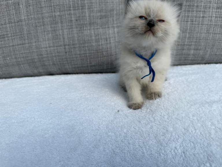 Beautiful blue ragdoll boy