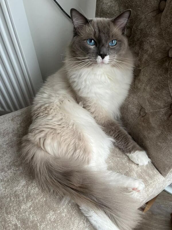 Ragdoll kittens for sale in Kingston upon Hull, East Riding of Yorkshire – 11 weeks old