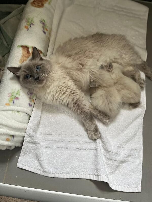 Ragdoll kittens for sale in Kingston upon Hull, East Riding of Yorkshire – 11 weeks old - Image 2 of 3