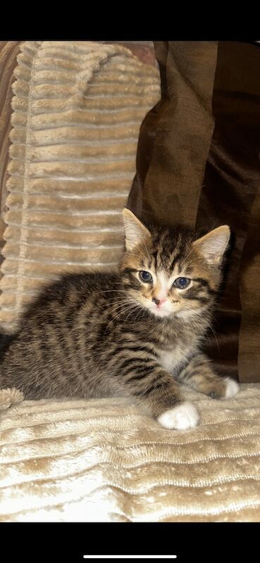 Ragdoll kittens for sale in Turriff, Aberdeenshire – 10 weeks old