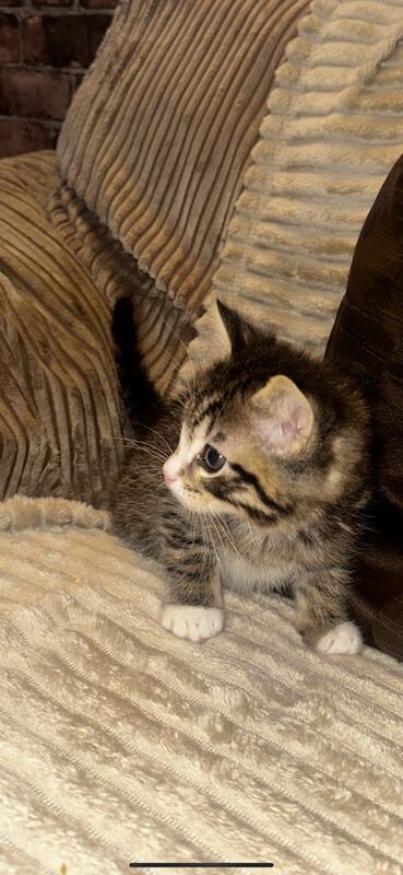 Ragdoll kittens for sale in Turriff, Aberdeenshire – 10 weeks old - Image 2 of 3