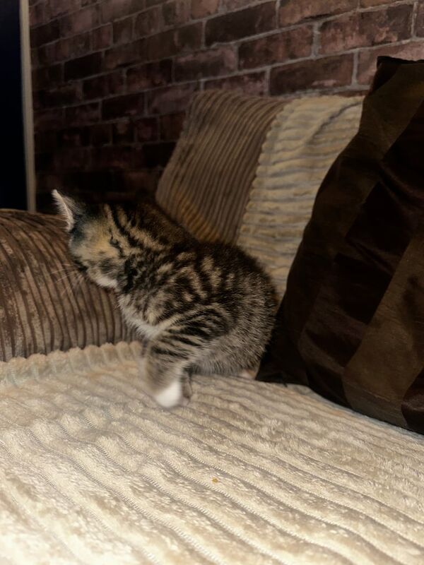 Ragdoll kittens for sale in Turriff, Aberdeenshire – 10 weeks old - Image 3 of 3