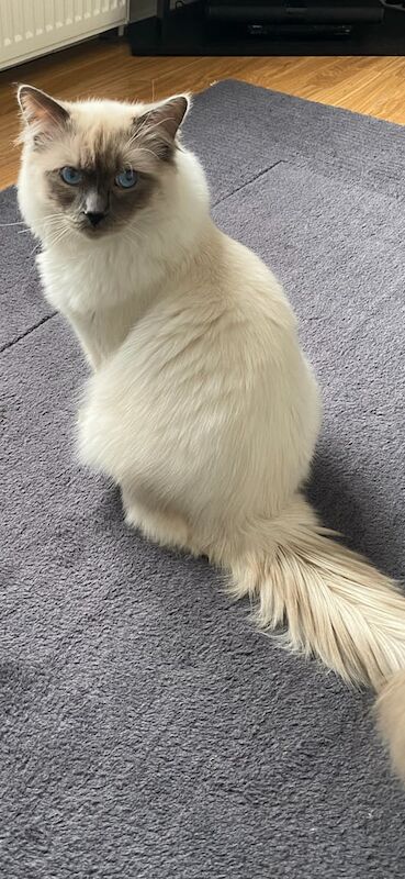 Beautiful boy ragdoll for sale in Bromley, Greater London