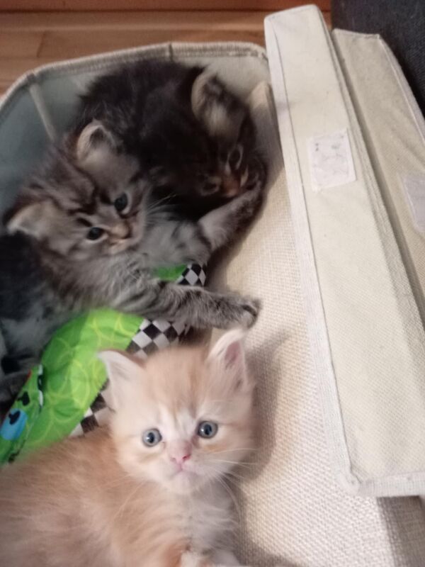 Ragdoll kittens for sale in Pontypridd, Mid Glamorgan – 5 weeks old