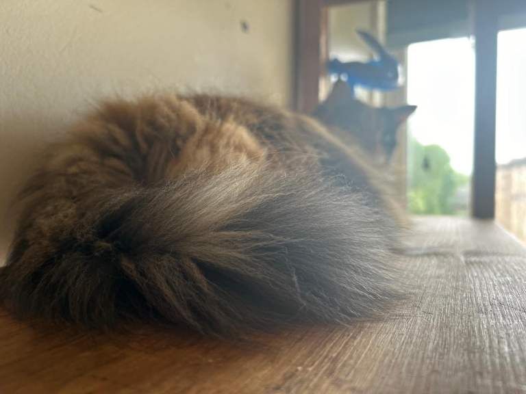 Beautiful Cat needs a good home