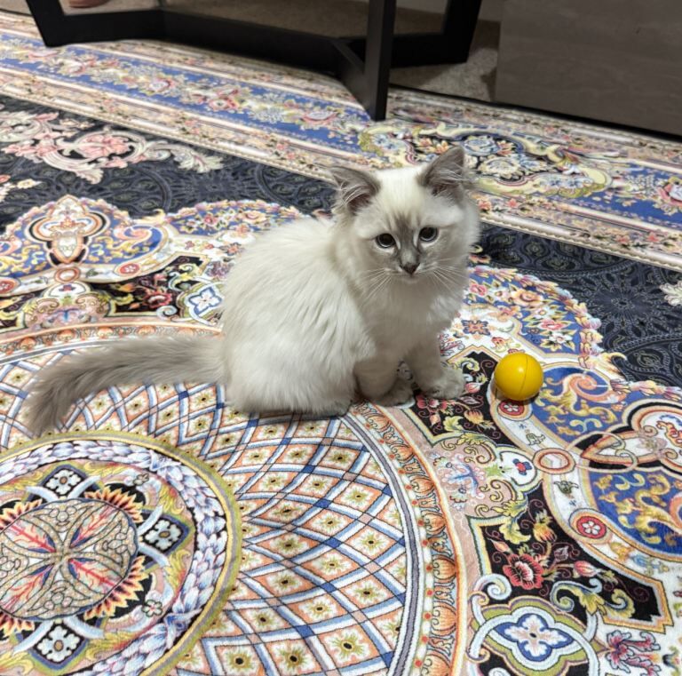 Beautiful Female Purebred Ragdoll Kitten Looking for a Loving Home