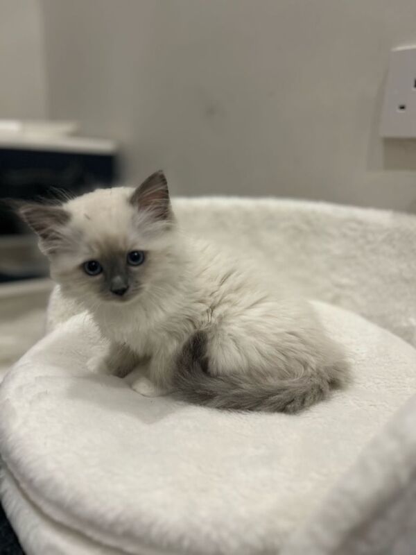 Beautiful Female Ragdolls Kitton Last ONE! Looking for a Nice Home for sale in Bradford, West Yorkshire